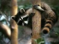 Photo de Racoon