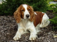 Photo de Springer