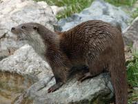 Photo de Loutre