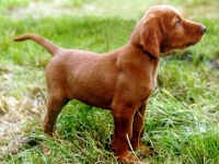 Photo de Vizsla