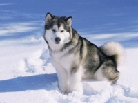Photo de Alaskan