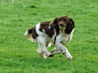 Photo de Springer