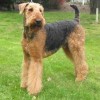 Photo de Airedale