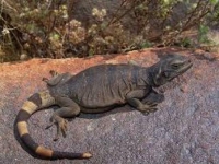 Photo de Chuckwalla