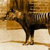 Photo de Thylacine