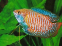 Photo de Gourami