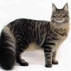 Photo de Maine Coon