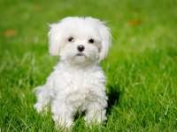 Photo de Bichon