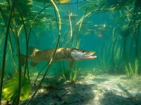 Photo de Brochet