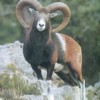 Photo de Mouflon