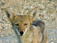 Photo de Coyote