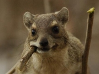 Photo de Hyrax