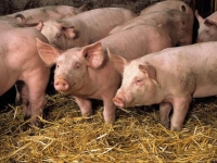 Photo de Cochon