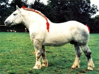 Photo de Percheron