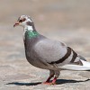 Photo de Pigeon