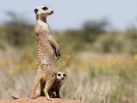 Photo de Suricate