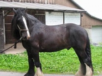 Photo de Shire