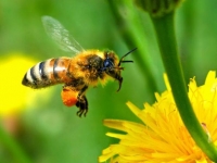 Photo de Abeille