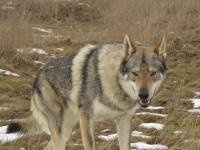 Photo de Tchecko