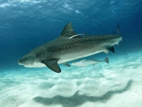 Photo de Requin Tigre