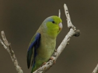 Photo de Touï (ou Toui)