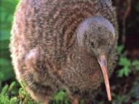 Photo de Kiwi