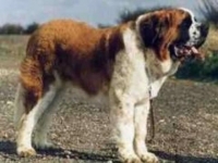 Photo de Saint-bernard
