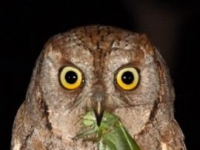 Photo de Otus