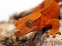 Photo de Gecko