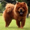 Photo de Chow Chow