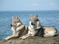 Photo de Tchecko