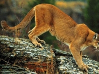 Photo de Couguar
