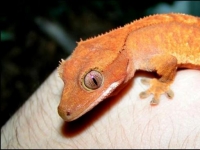 Photo de Gecko