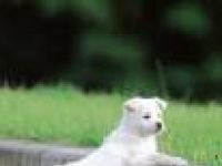 Photo de Kishu