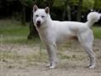Photo de Kishu