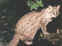 Photo de Yamaneko