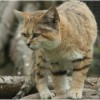 Photo de Sandcat