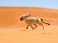 Photo de Fennec