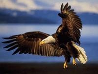 Photo de Aigle