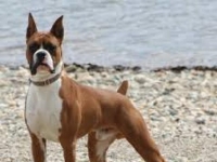 Photo de Boxer