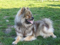 Photo de Eurasier