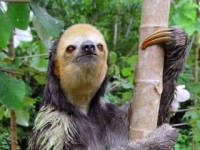 Photo de Aï