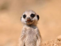 Photo de Suricate