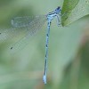 Photo de Agrion