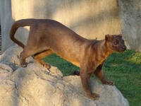 Photo de Fossa