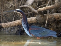 Photo de Agami