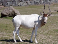 Photo de Addax