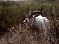 Photo de Addax