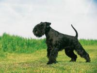 Photo de Schnauzer