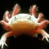 Photo de Axolotl